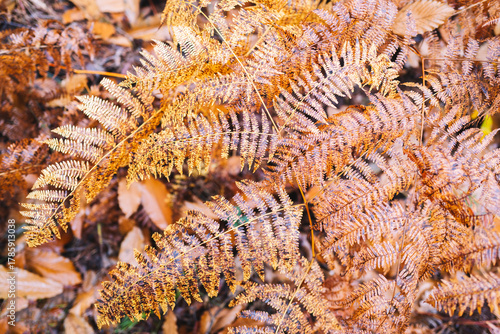 Ferns in autumn