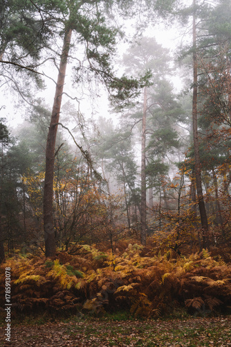The Augas Cross road crossing before the forest, Fontainebleau Forest, France