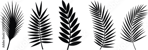 Palm leaf silhouettes, tropical foliage icons, black botanical shapes, nature plant design, vector illustration set, exotic leaf artwork, graphic elements