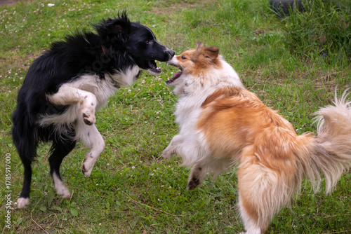 Two large dogs are playing and fighting in the street
