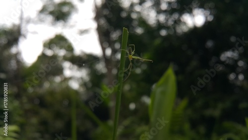 Long-jawed orb weavers or long jawed spiders (Tetragnathidae) are a family of araneomorph spiders. World Environment Day on June 5th.  Shot in a tropical rainforest.
