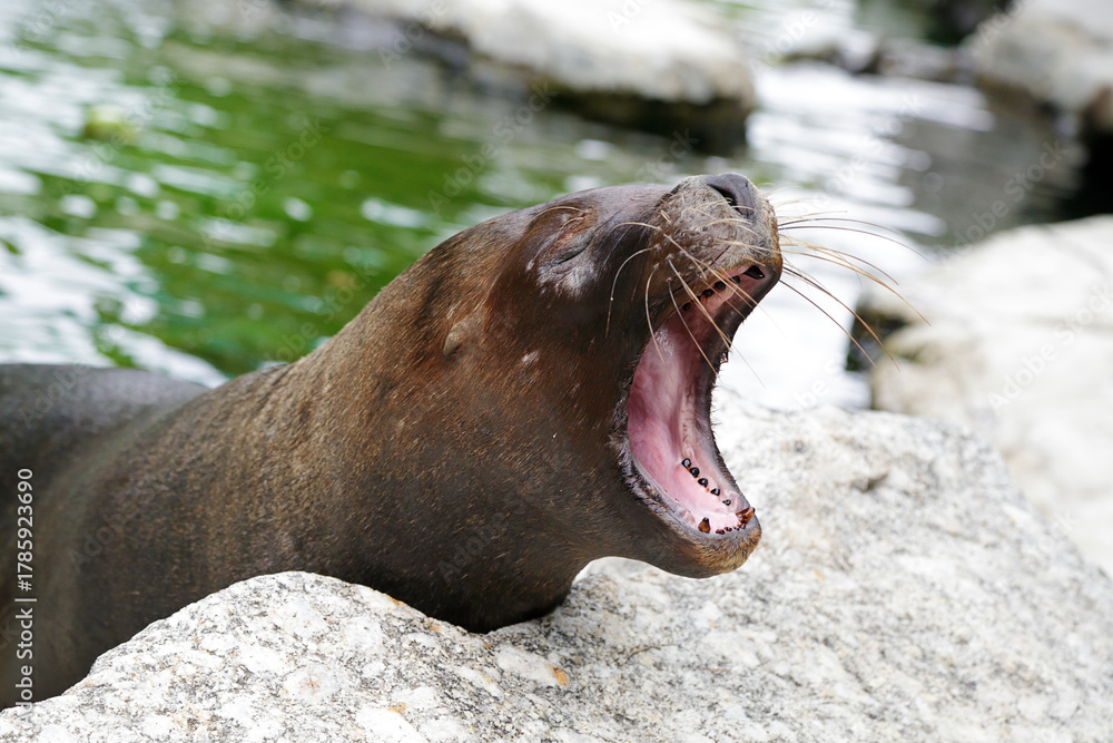 Fototapeta premium Portrait of a sea lion opening its mouth