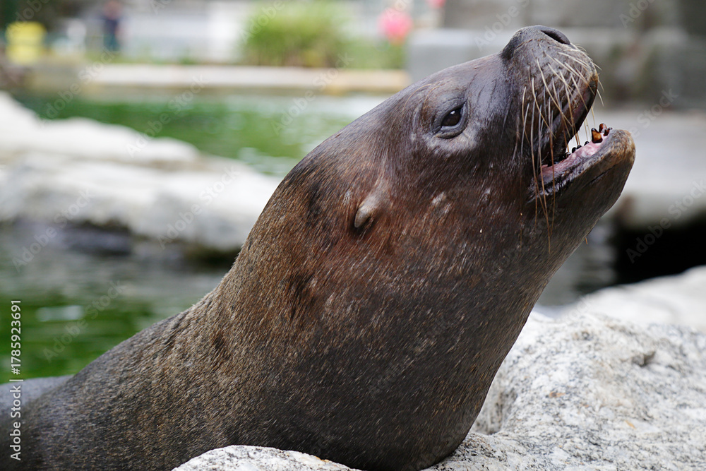 Fototapeta premium Portrait of a Sea Lion