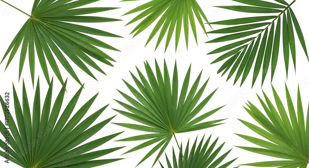 Obraz premium Lush green palm fronds arranged on a clean white background creating a fresh tropical vibe