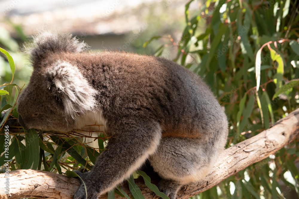 Obraz premium the koala is climbing along a branch