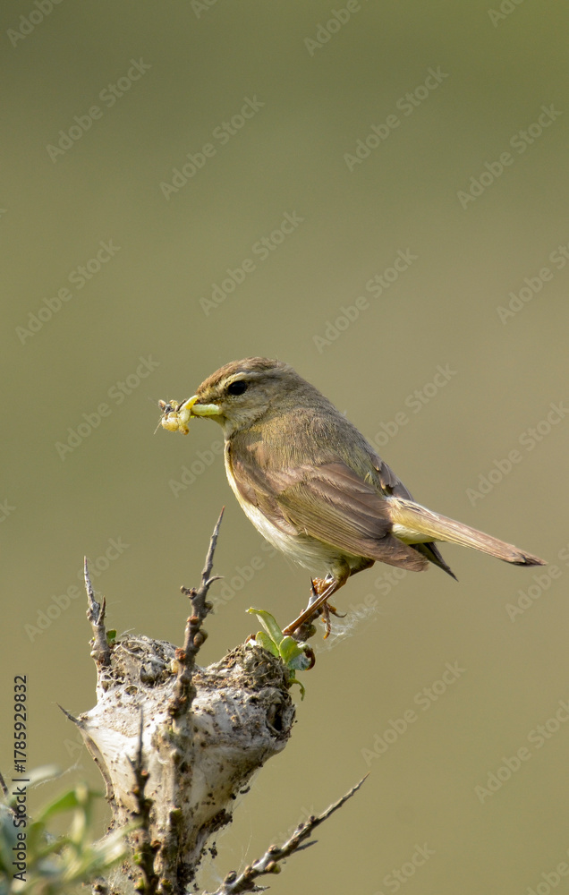 Fototapeta premium Pouillot fitis