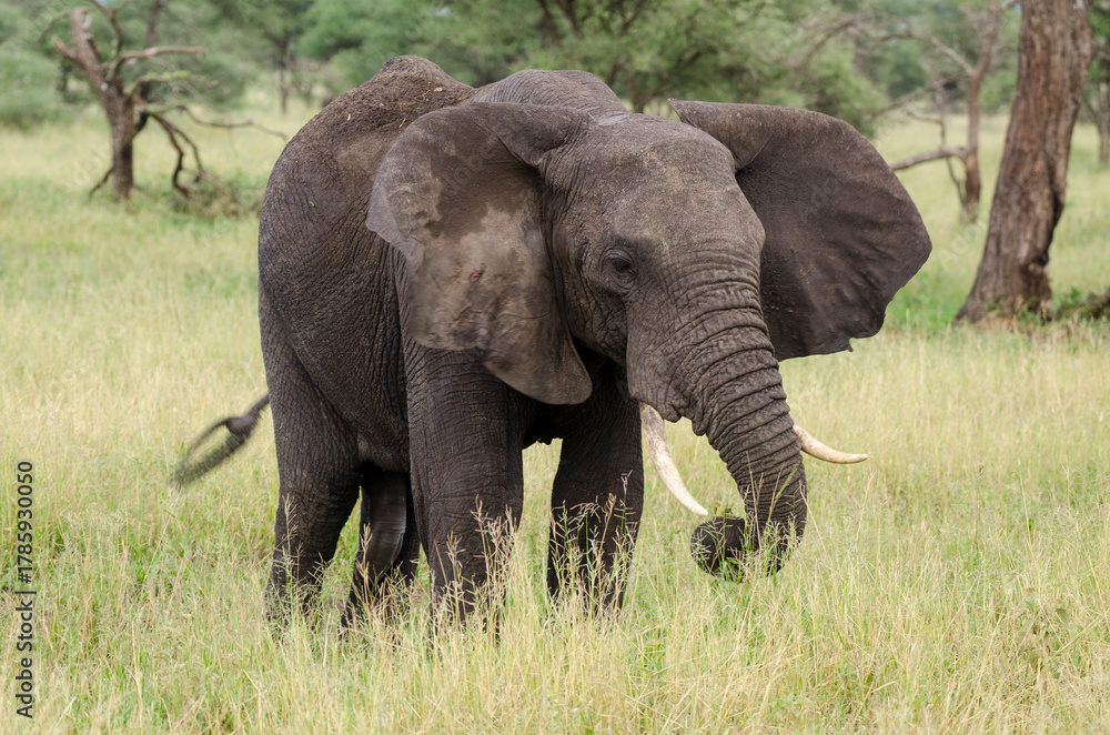 Fototapeta premium Eléphant d’Afrique