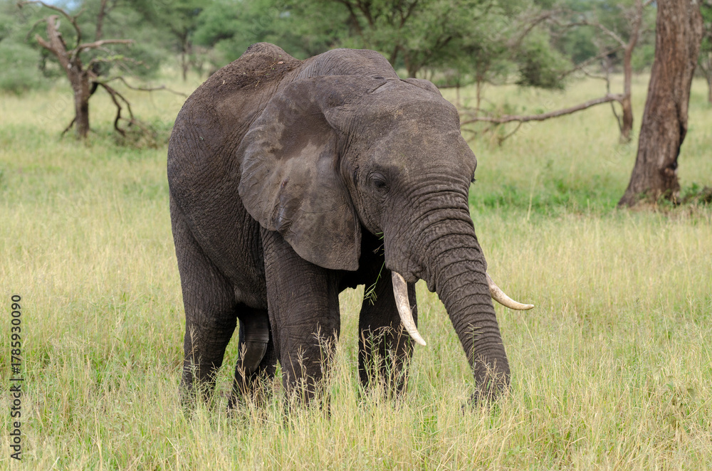 Obraz premium Eléphant d’Afrique