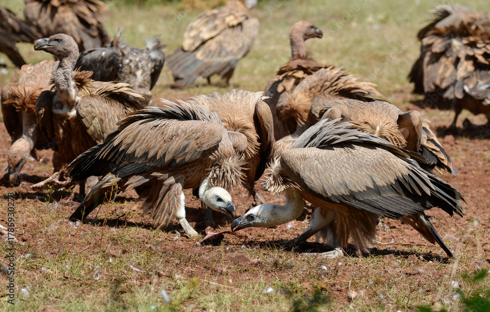 Fototapeta premium Vautour fauve, Gyps fulvus, Griffon Vulture, Parc naturel régional des grands causses 48, Lozere, France