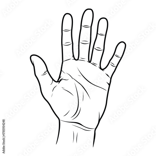 Open Hand Sketch Illustration Palm Fingers and Lines Anatomy Drawing Digital Art Gesture Sign Palmistry Concept Outline