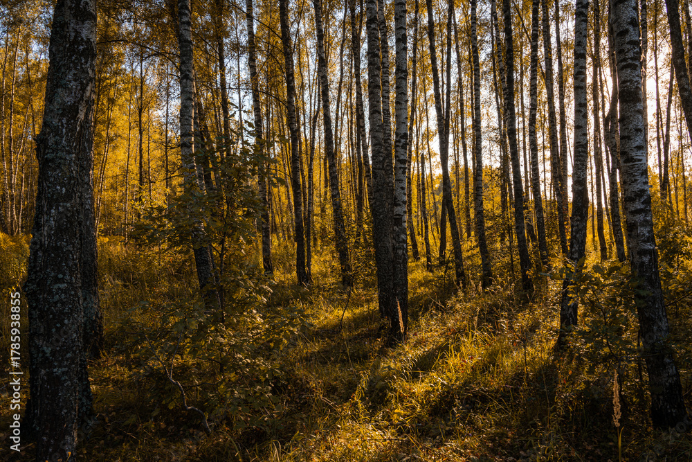 Fototapeta premium Sun setting through birch tree forest. Golden light illuminating autumn landscape in grove. Natural scenic view for wallpaper design.