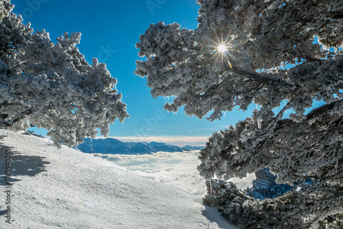 L' hiver en montagne , massif de la Chartreuse , Aulp du Seuil , Col de Marcieu , Isère , France
