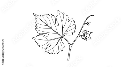 Continuous line art of a single simple grape leaf, with the line tracing the lobes and the stem, vine botany. (GRAPE LEAF LINE ART)
