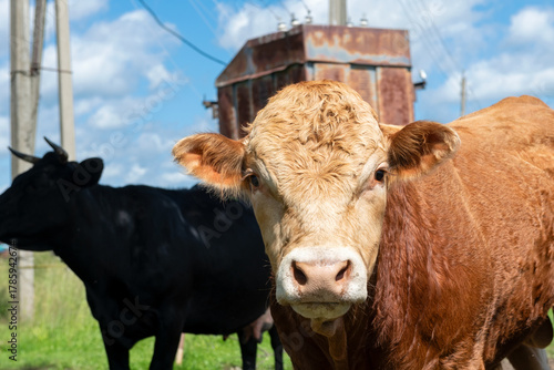 A young bull on an agricultural farm on a sunny summer day