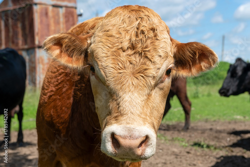 A young bull on an agricultural farm on a sunny summer day