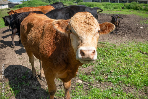 A young bull on an agricultural farm on a sunny summer day