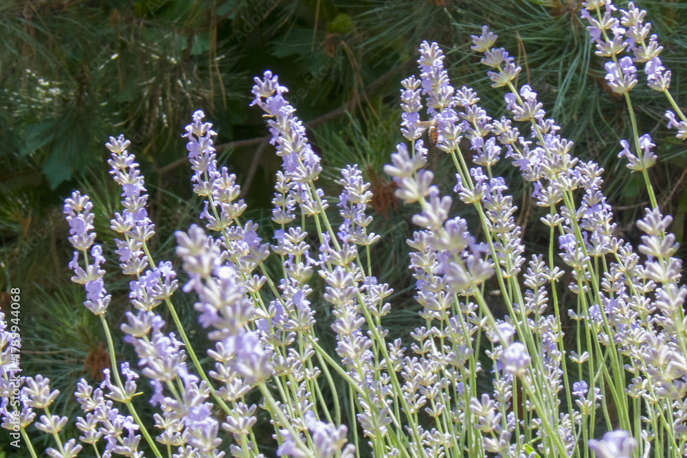 Naklejka premium Lavender Field: Soft Purple Inflorescences Against Green Conifer Background