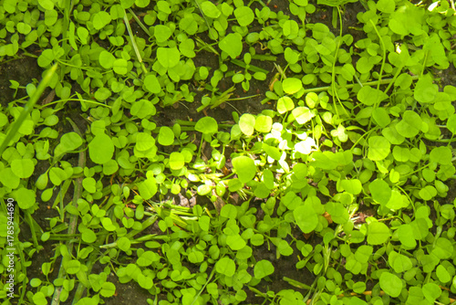 Fresh Growth: Carpet of Young White Clover on Soil, Top View