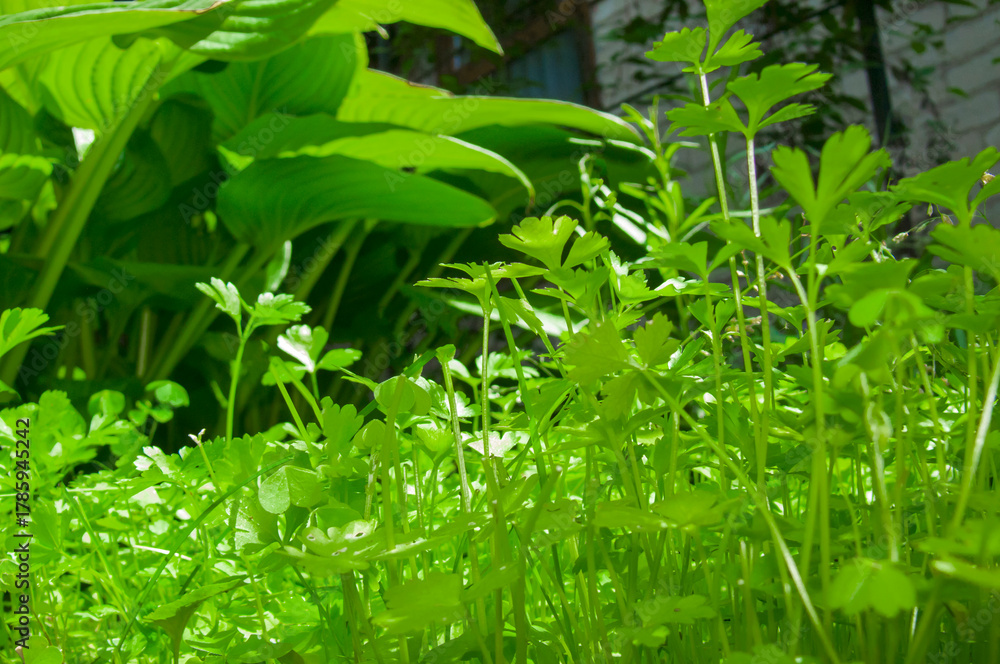 Fototapeta premium Light and Shadow: Bright Parsley Stems Against Large Leaves