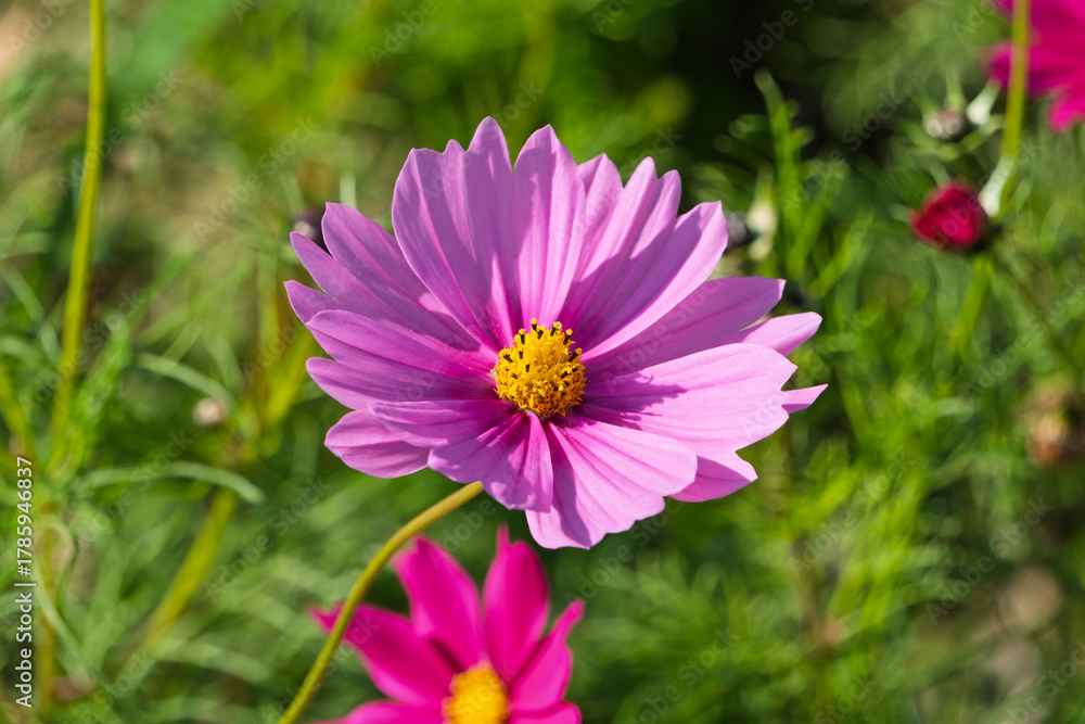 Obraz premium 秋晴れの公園に咲く、ピンク色のコスモス（秋桜）一輪のクローズアップ