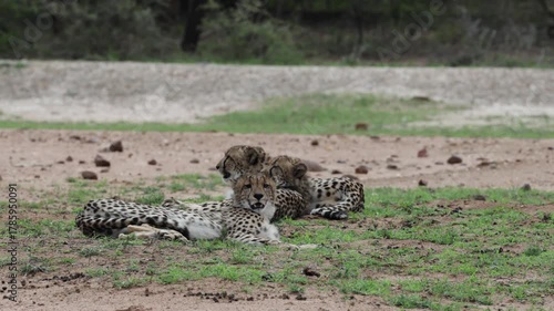  A cheetah mother and her big cubs
