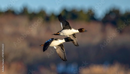 Two birds of the same species soar in mid-flight, wings outstretched, against a blurry backdrop of trees and sunlight