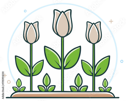 Vector illustration of three pale cream tulips with green leaves growing in a garden bed surrounded by decorative elements