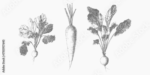 Drawings of root vegetables, eco bio. Ink stroke with scattered dust dry grain and worn threshold effect. Scratchy texture and faint noise build a layered aged look.