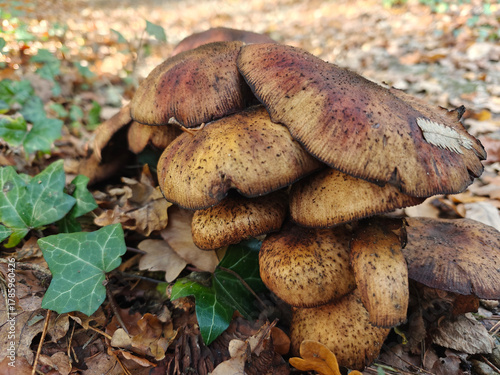 Mushrooms among the autumn leaves. They grow on rotting branches; stumps; and tree trunks. Fall season. Autumn, mushrooms on a tree trunk.