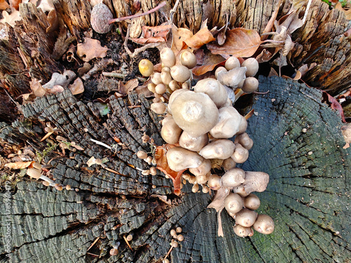Mushrooms. Wood-eating puffball. They grow on rotting branches; stumps; and tree trunks. Fall season. Autumn, mushrooms on a tree trunk.