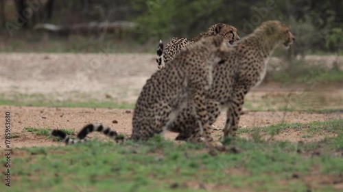  A cheetah mother and her big cubs.