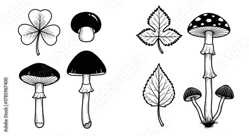Botanical Illustration of Mushrooms and Leaves.