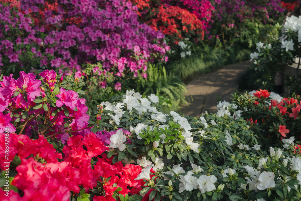 Naklejka premium Bushes of Azalea Flowers in a Greenhouse