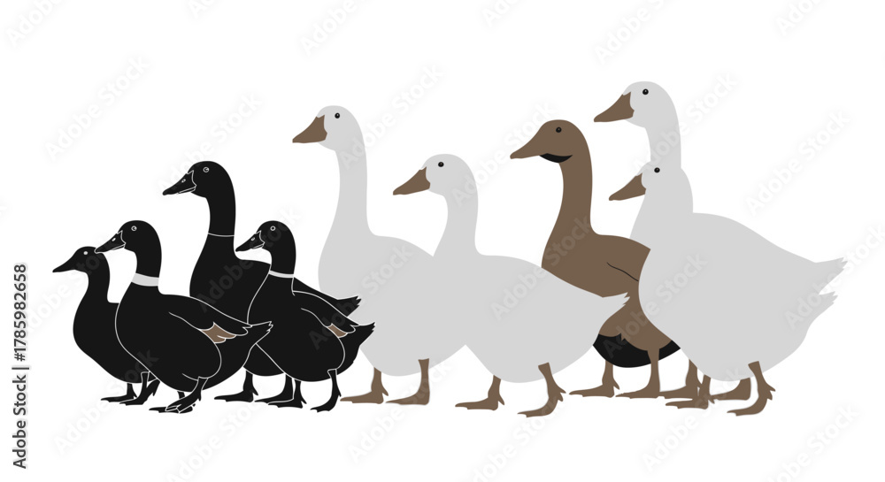 Obraz premium indian runner ducks collection for designers