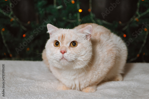 A light colored British cat lies on a fur surface against the backdrop of Christmas lights
