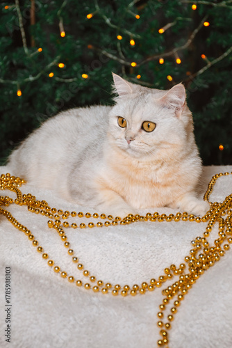 A light colored British cat lies on a fur surface in a New Year's decoration