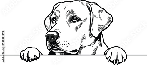 Black and white Labrador Retriever dog vector illustration, peeking over surface, detailed fur drawing, pet artwork for logo, design, advertisement