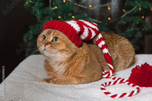 A red British cat wearing a Christmas knitted hat looks up at the lights
