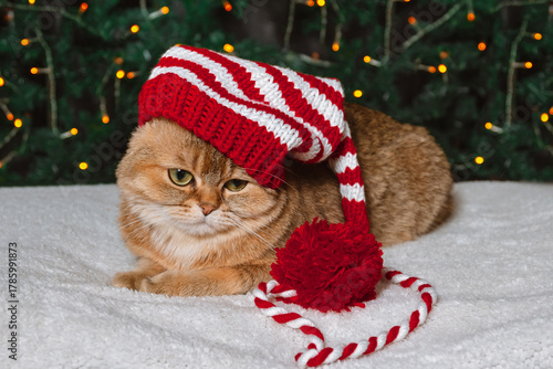 A red British cat in a Christmas knitted hat looks down sadly at the lights