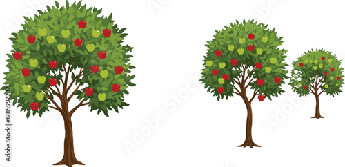 Apple tree growth stages, red green apples, orchard landscape, seasonal harvest, nature farming concept, fruit trees, vector illustration, agriculture