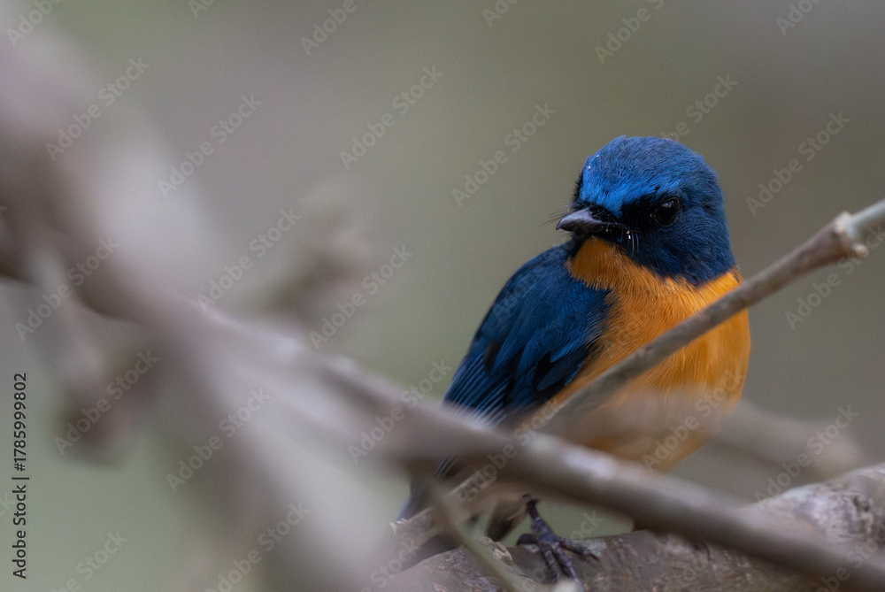 Fototapeta premium A small, beautiful Tickells blue flycatcher perched firmly on a textured tree branch, the background is a soft, dark of the forest undergrowth.