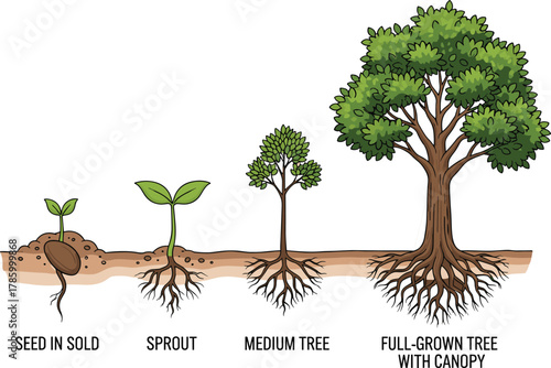 Tree growth vector, seed to sprout to mature tree, life cycle illustration, nature development clipart, environmental education graphic, biology icon