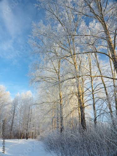 Wallpaper Mural A park in winter. Russia, Ural Mountains, Perm region. Trees are covered in frost. Torontodigital.ca