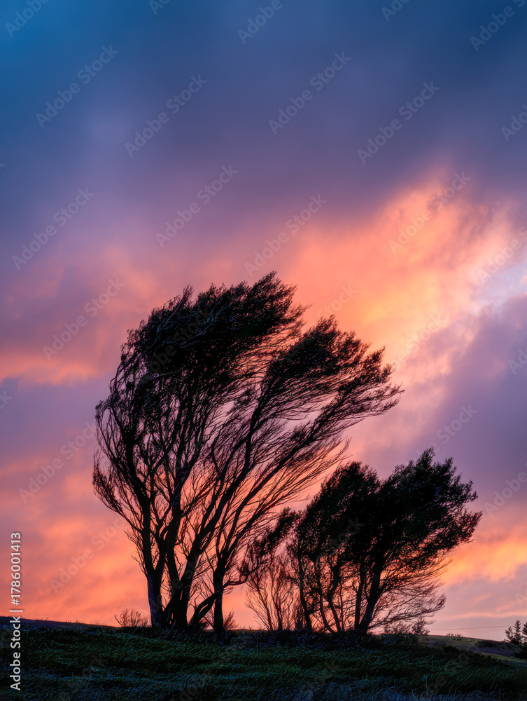 Fototapeta premium Silhouetted trees bending against strong wind under a dramatic vibrant sunset sky with swirling purple and orange clouds above a grassy hill
