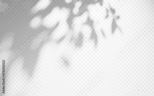 Shadow overlay tree branch on transparent background