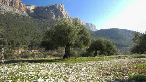 Olive grove on a hillside contrasting with an imposing rocky mountain in the background. Iconic landscape of the Sierra de Jaén, Andalusia