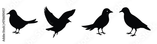 Silhouette bird vector art: flying, standing, and perched birds black and white illustration