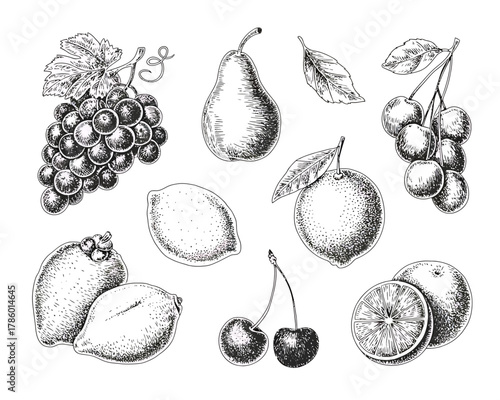 Collection of hand drawn fruits in black and white sketch style
