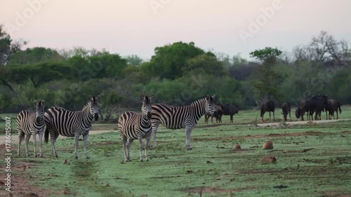 a herd of zebras and blue wildebeest early morning