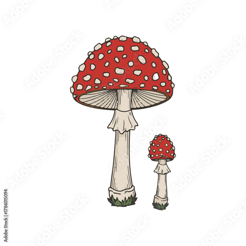 Two detailed illustrations of red and white spotted mushrooms, one large and one small.
